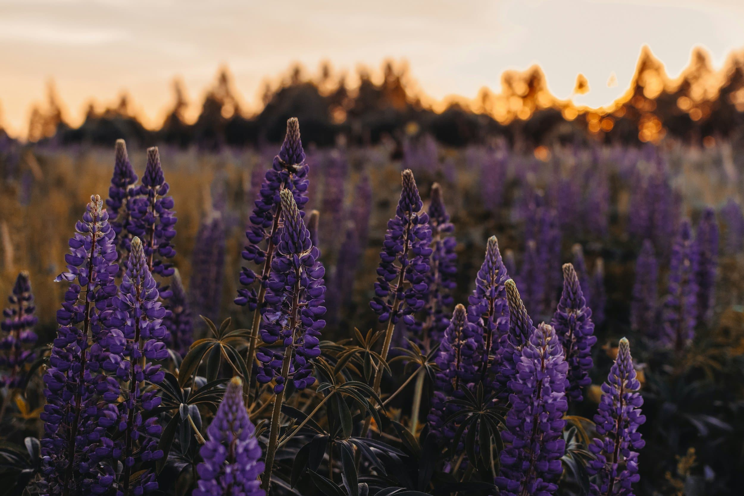 Campo de lavanda